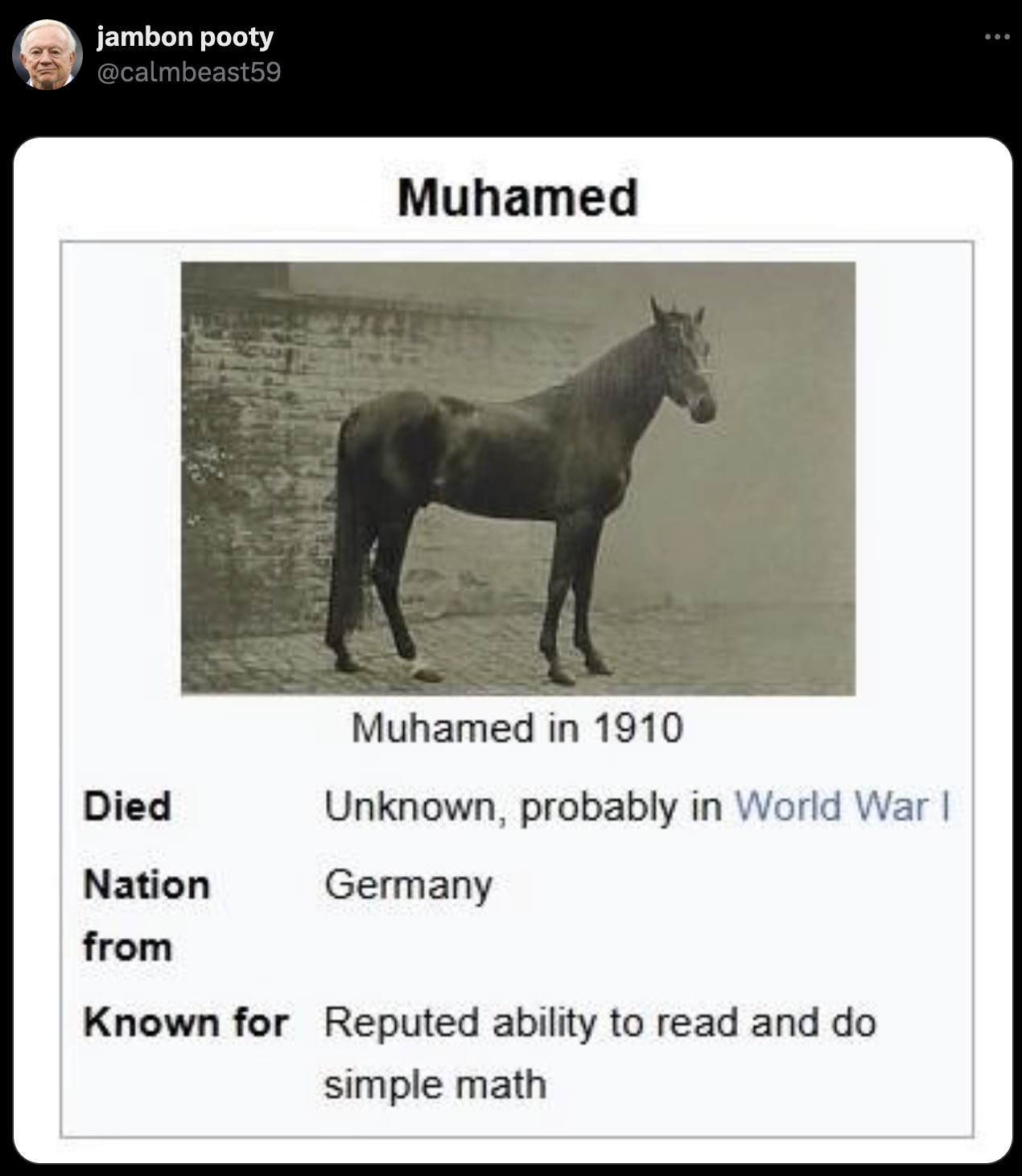 stallion - jambon pooty Muhamed Muhamed in 1910 Died Unknown, probably in World War I Nation Germany from Known for Reputed ability to read and do simple math